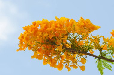 Beautiful peacock flowers with blue sky,Thailand clipart