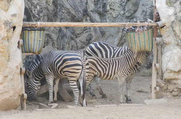 Mangrove Ormanı 'nın, Tayland' ın ve klasik filtrelerin arasındaki ahşap yol.