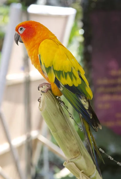 화려한 앵무새 아름다운 — 스톡 사진