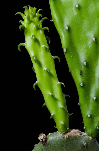 Agrandar Germinación Cactus Disparo Macro Cerca —  Fotos de Stock