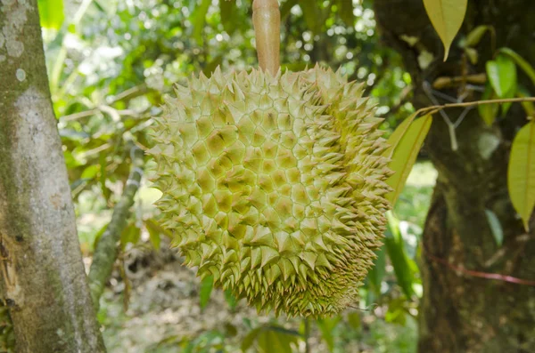 Durian Fresco Sul Suo Albero Nel Frutteto Thailandia — Foto Stock