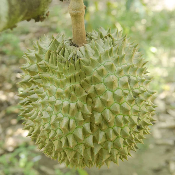 Durian Fresco Sul Suo Albero Nel Frutteto Thailandia — Foto Stock