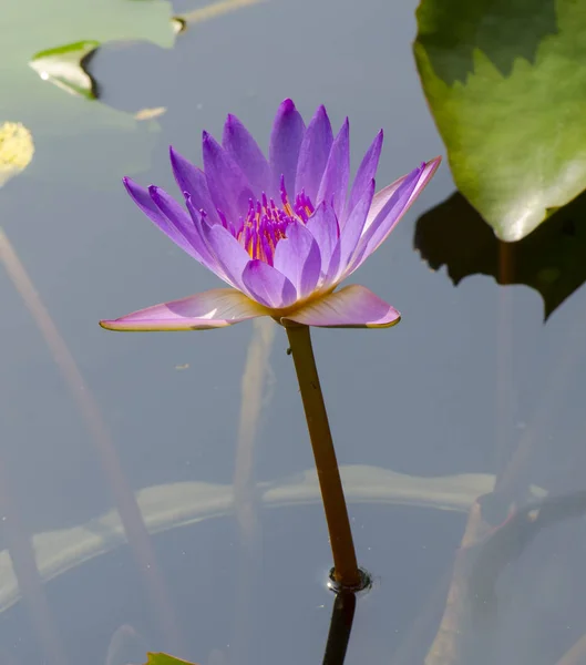 Giglio Rosa Fiore Acqua Nel Parco — Foto Stock