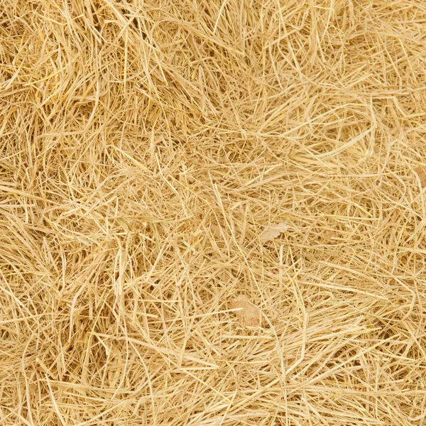 Devekuşu kafa closeup, vintage filtre görüntü