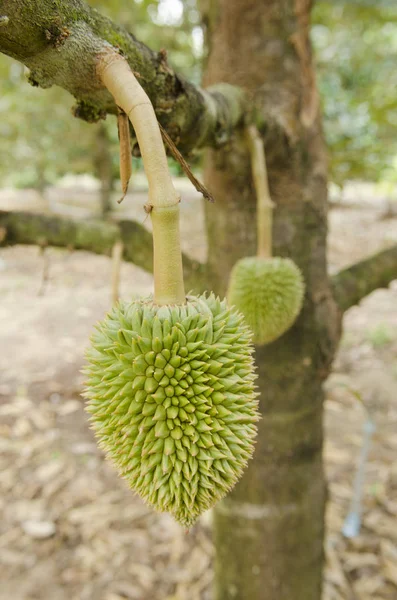 Durian Fresco Albero Frutteto Umido Chanthaburi Thailandia — Foto Stock