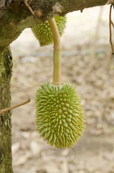 Friss Durian Nedves Gyümölcsös Chanthaburi Thaiföld — Stock Fotó