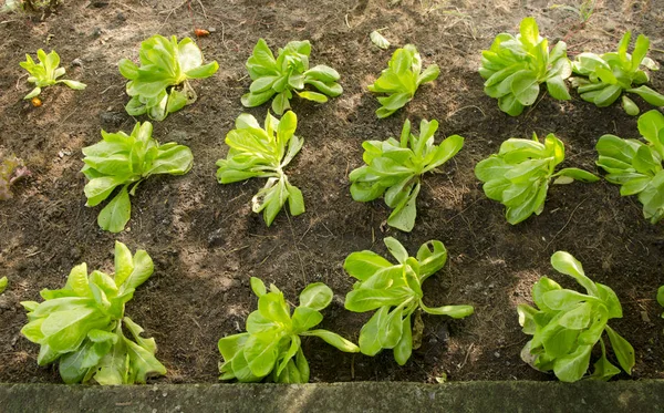 Gemüsegarten Landwirtschaftliche Flächen — Stockfoto