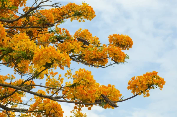 güzel tavuskuşu çiçekler ile mavi gök, Tayland