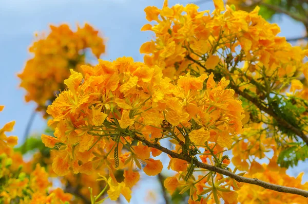 Schöne Pfauenblumen Mit Blauem Himmel Thailand — Stockfoto