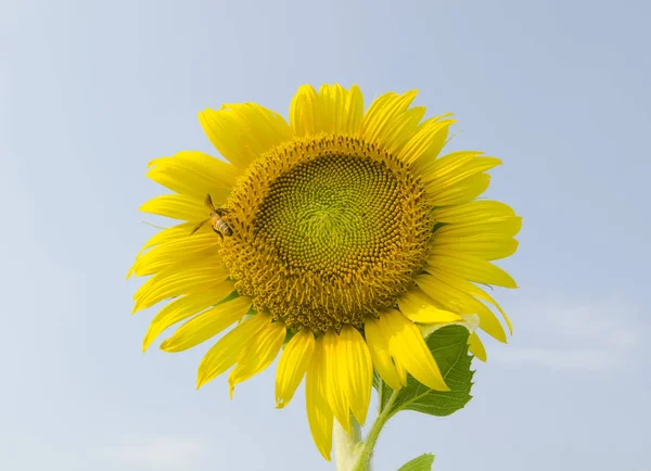 Ayçiçeği mavi gökyüzü karşı