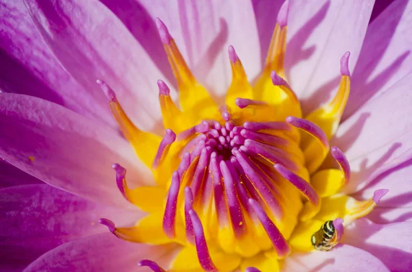 Růžový Lotos Flower Přírodě Oblasti — Stock fotografie