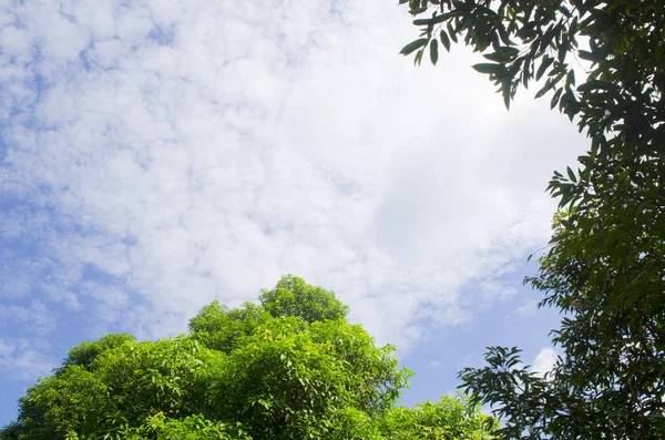 Ağaçta yukarı, mavi gökyüzünde bulutlar.