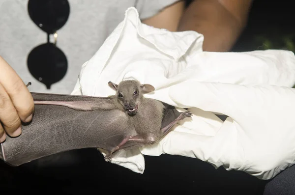 Morcego Mão Pesquisador Dos Estudos Pesquisa Área — Fotografia de Stock