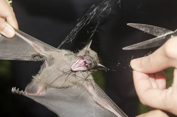 Morcego Mão Pesquisador Dos Estudos Pesquisa Área — Fotografia de Stock