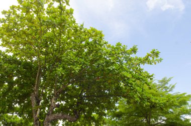 Ağaçta yukarı, mavi gökyüzünde bulutlar.