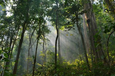 Güneş ışınları yeşil bir orman yoluyla bastırıyor