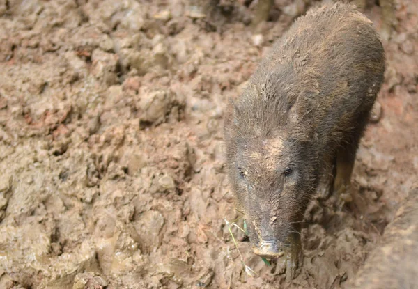 野生のイノシシが泥の中を敷設 — ストック写真