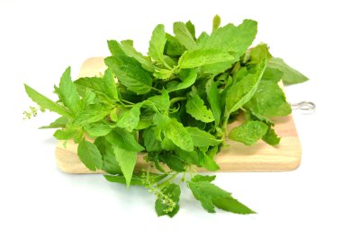 Beyaz arkaplanda taze fesleğen yaprakları