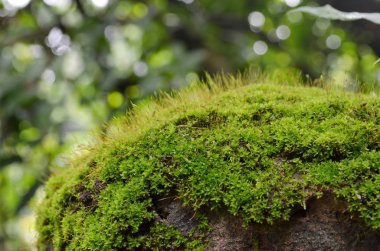 moss bir ağacın yayla tropikal orman, chaiyaphum, Tayland, makro çekim.