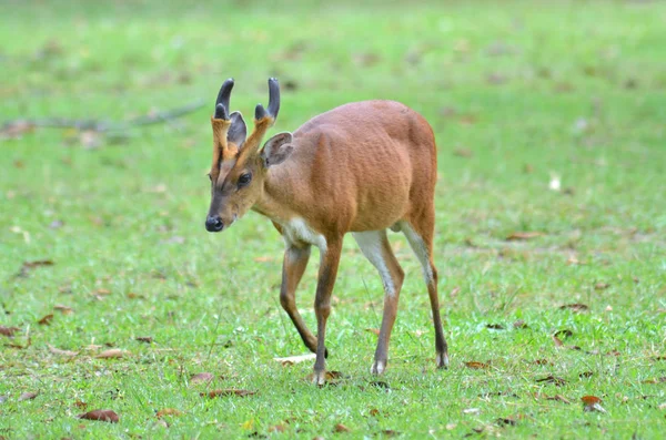 Geyik alanındaki çimen, kabuk