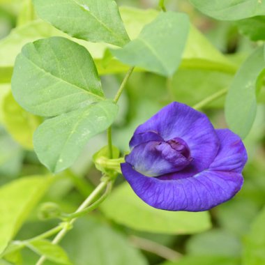 Kelebek bezelye, Clitoria ternatea, Mor çiçek closeup yeşil yaprakları arka plan ile