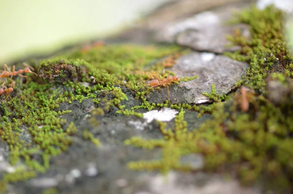 Textura Casca Choupo Com Musgo Verde Líquen — Fotografia de Stock