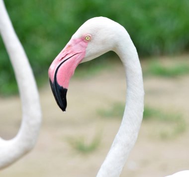 Büyük Flamingo portre bulanık yeşil arka plana sahip.