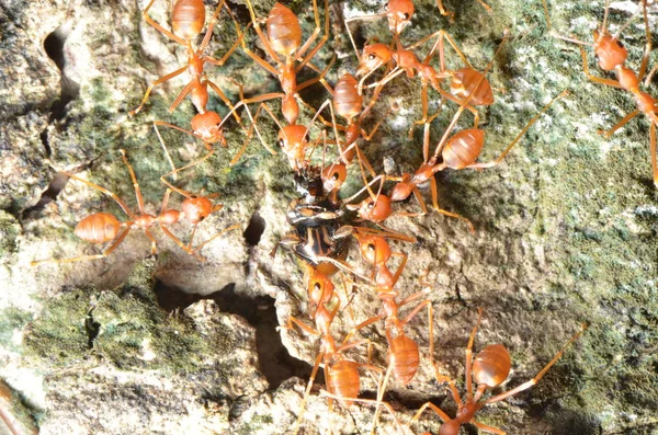 Weaver Mravenci Jsou Pohybující Hmyz — Stock fotografie