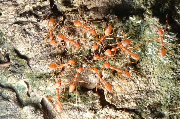 Formigas Tecelãs Estão Movendo Inseto — Fotografia de Stock