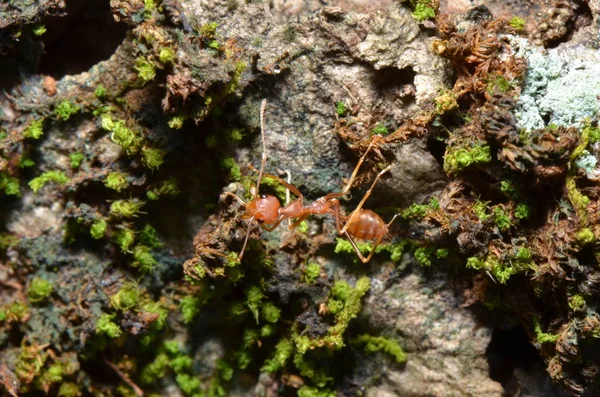 Waever Mravenec Oecophylla Smaragdina Zelený Mech — Stock fotografie