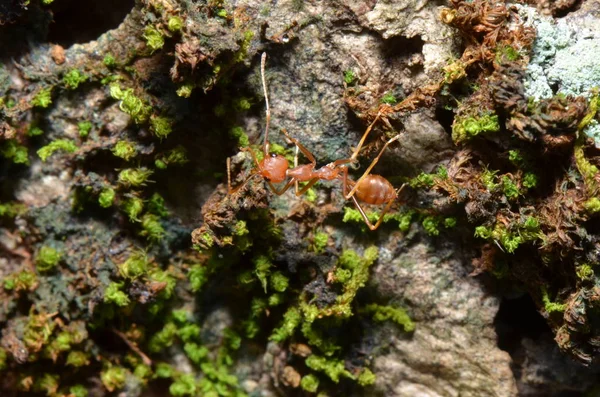 Waever Mravenec Oecophylla Smaragdina Zelený Mech — Stock fotografie