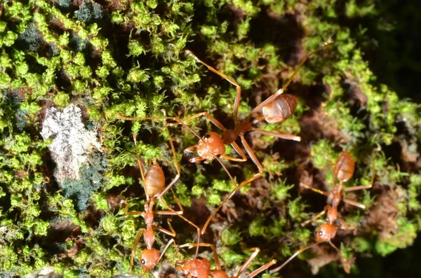 Waever Mravenci Oecophylla Smaragdina Zelený Mech — Stock fotografie