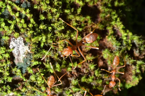 Waever Mravenci Oecophylla Smaragdina Zelený Mech — Stock fotografie