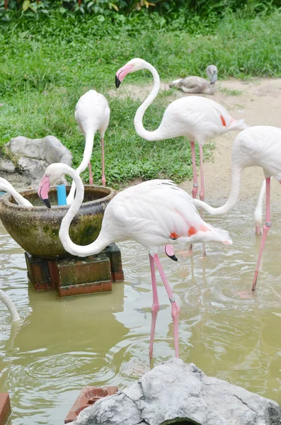 Flamant Rose Marchant Dans Zoo — Photo