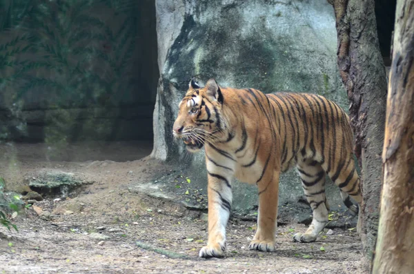 Tiger Zoo — Stock Photo, Image