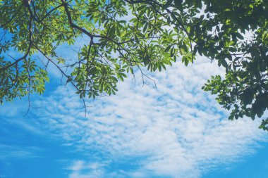 Orman, Tayland tropikal orman arka plan