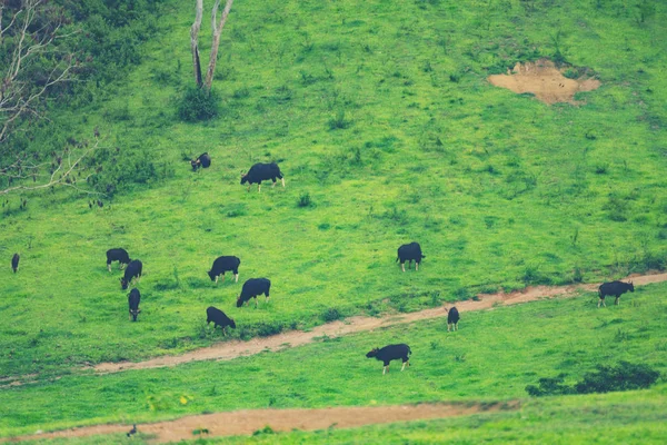 Gaur Tropischen Wald Wildtiere Thailand — Stockfoto