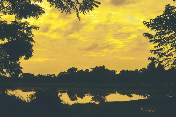 Wald Hintergrund Des Tropischen Waldes Thailand — Stockfoto