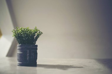 kafe masada tencerede kaktüs