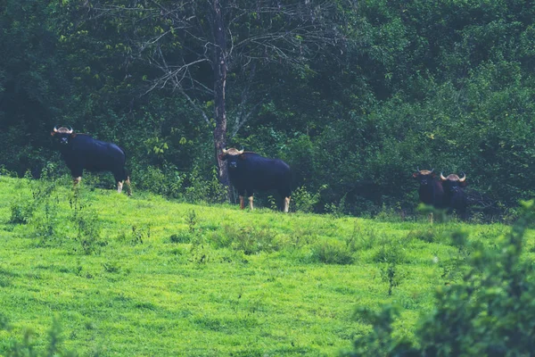 Gaur Tropischen Wald Wildtiere Thailand — Stockfoto