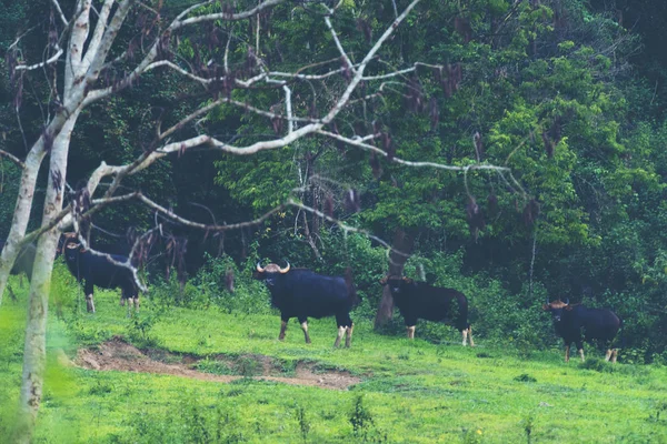 Gaur Tropischen Wald Wildtiere Thailand — Stockfoto