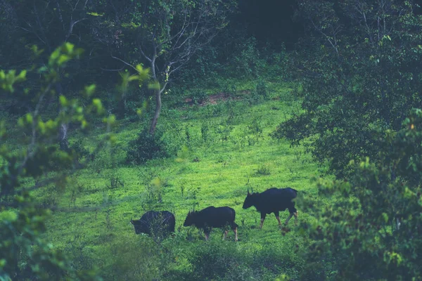 Gaur Tropischen Wald Wildtiere Thailand — Stockfoto