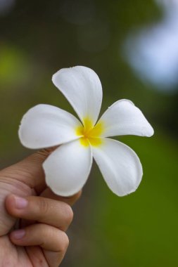 Plumeria çiçek holding insan eller
