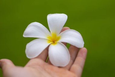 Plumeria çiçek holding insan eller