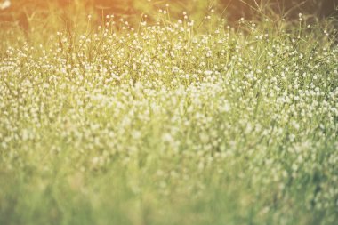 Çimen arka planda beyaz çiçekler