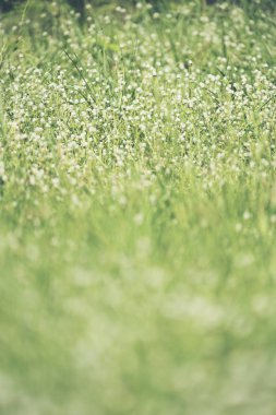 Çimen arka planda beyaz çiçekler