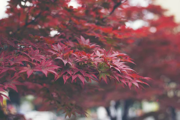autumn red maple leaf on white background, vintage filter image