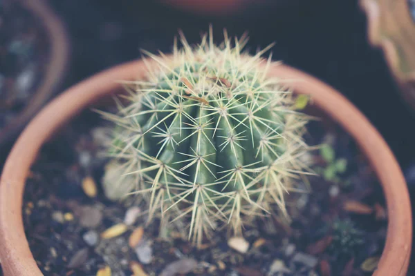 Cactus Maceta Cerámica Sobre Fondo Mesa Madera —  Fotos de Stock