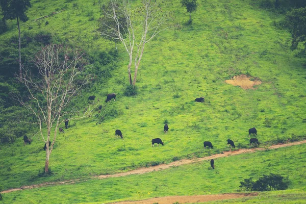 Gaur Bosque Tropical Vida Silvestre Tailandia — Foto de Stock