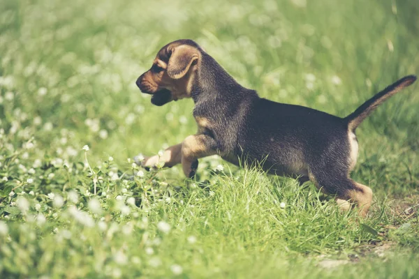 Щасливий Бігль Собака Розважається Тоді Зеленій Траві — стокове фото